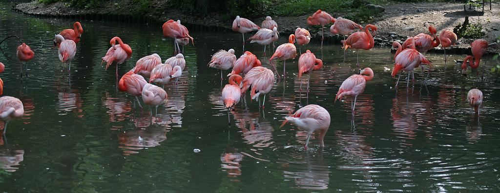 Zoo Schmiding 003.jpg